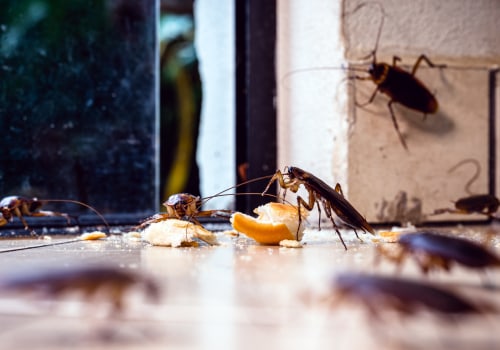 Avoid Pest And Damage: Why Commercial Exterminator Services Are Crucial For Replacement Windows And Doors In Las Vegas, NV